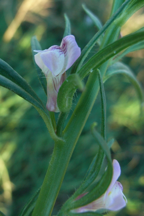 Misopates orontium